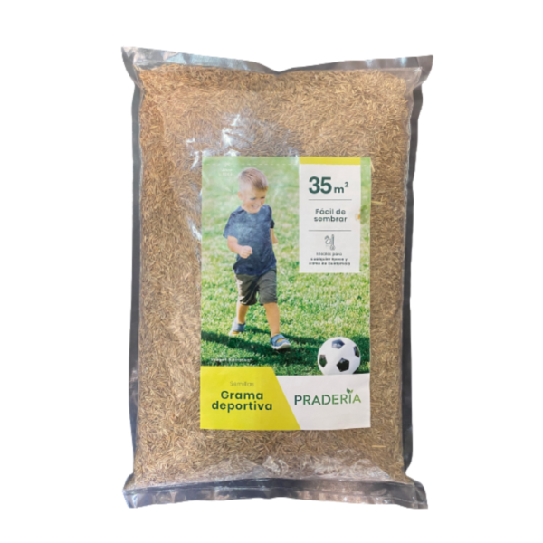 Semillas de grama de futbol