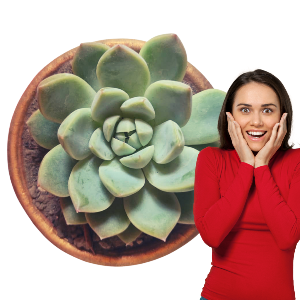 suculenta libre de hongos en maceta